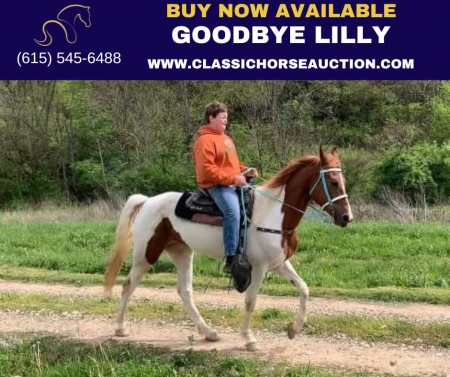 GOODBYE LILLY, Tennessee Walking Horses Mare for sale in Kentucky