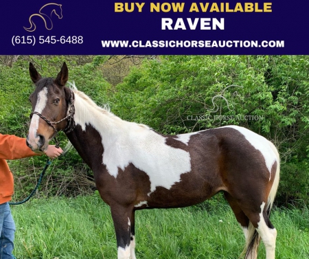 BAY & WHITE, Tennessee Walking Horses Mare for sale in Kentucky