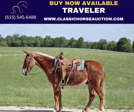 TRAVELER, Mule Mule for sale in Missouri
