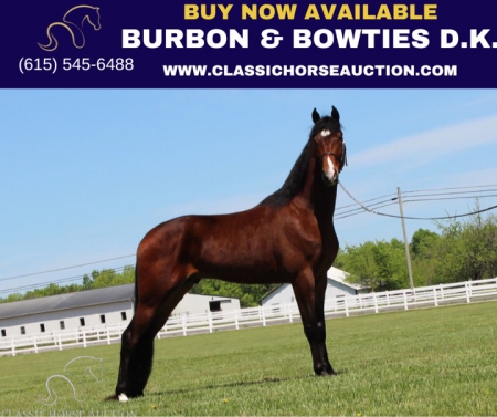 BOURBON & BOWTIES D.K., Tennessee Walking Horses Gelding for sale in Tennessee
