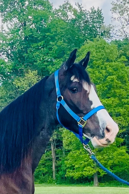RUGAR, Tennessee Walking Horses Gelding for sale in Kentucky