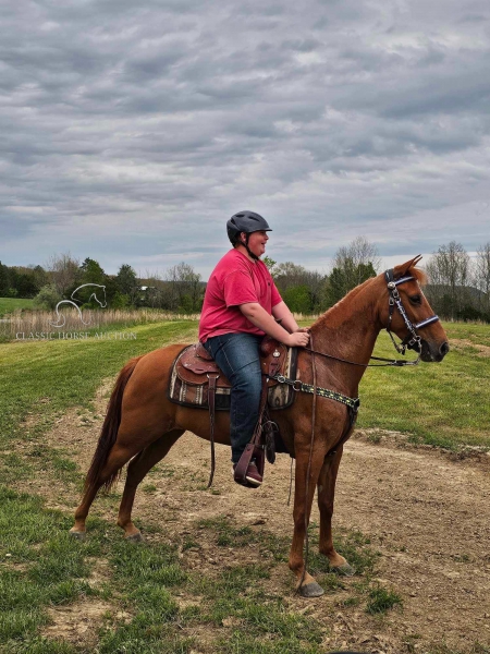GRACIE, Tennessee Walking Horses Mare for sale in Kentucky