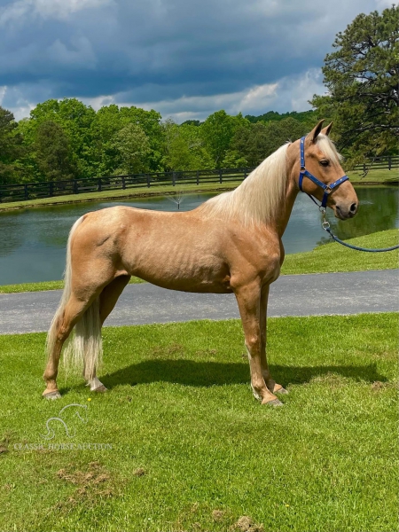 TRIGGER, Tennessee Walking Horses Gelding for sale in Kentucky