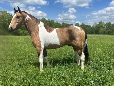MONTANA SKY, Missouri Fox Trotting Horse Gelding for sale in Kentucky