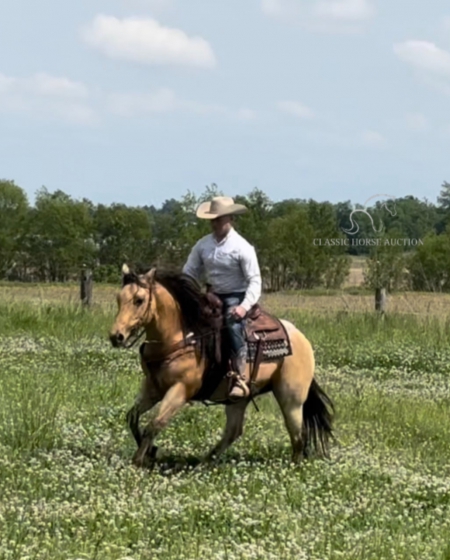 PATRIOT, American Quarter Horse Gelding for sale in Kentucky
