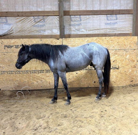 DENIM, American Quarter Horse Gelding for sale in Kentucky