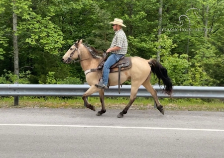 STRYKER MIDNIGHT RUN, Racking Horse Gelding for sale in Kentucky