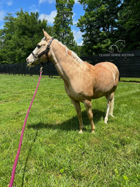 TURBO, Tennessee Walking Horses Gelding for sale in Tennessee