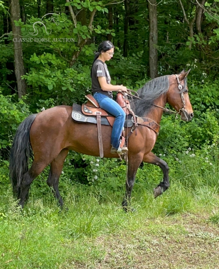 ROYAL, Rocky Mountain Mare for sale in Ohio