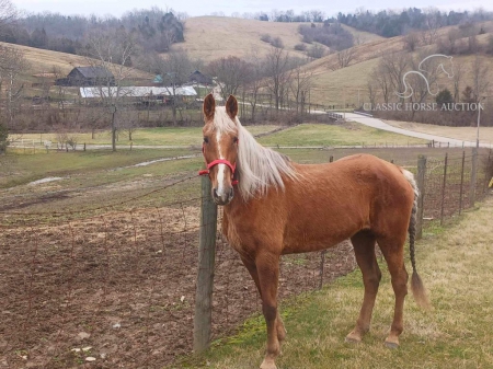 MISTY, Tennessee Walking Horses Mare for sale in Kentucky
