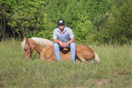 PONCHO, Kentucky Mountain Saddle Horse Gelding for sale in Kentucky
