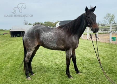 BLUE, Kentucky Mountain Saddle Horse Mare for sale in Kentucky