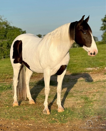 CHIEF, Spotted Saddle Gelding for sale in Missouri