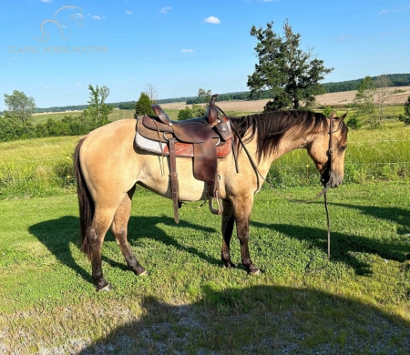 JODY, American Quarter Horse Mare for sale in Kentucky