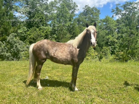 LADY MAY, Ponies Mare for sale in Kentucky