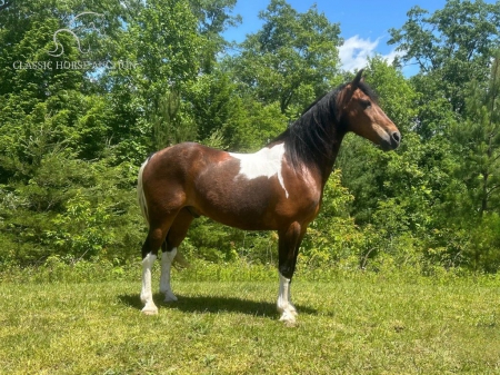 RUGAR, Kentucky Mountain Saddle Horse Gelding for sale in Kentucky