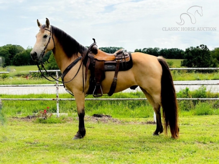 ROWDY, Missouri Fox Trotting Horse Gelding for sale in Missouri