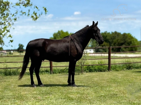 MAGIC, Tennessee Walking Horses Gelding for sale in Missouri