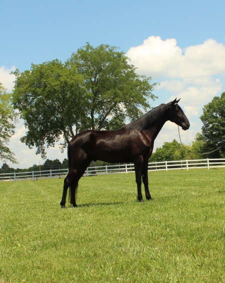 HONOR OLD GLORY, Tennessee Walking Horses Gelding for sale in Tennessee