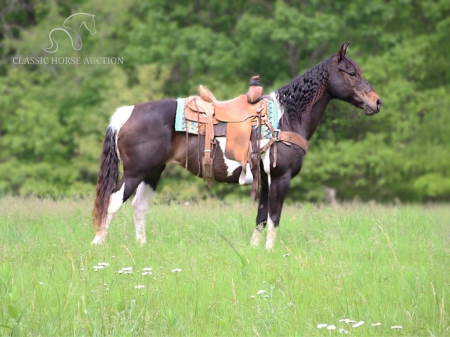 LADY BUG, Quarter Pony Mare for sale in Missouri