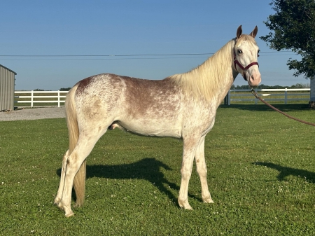 BIG RED LWF, Tennessee Walking Horses Stallion for sale in Tennessee
