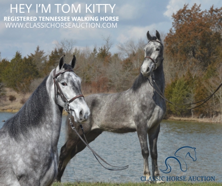 HEY I'M TOM KITTY , Tennessee Walking Horses Gelding for sale in Kentucky