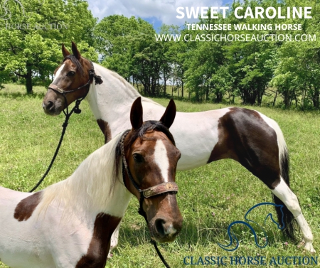 SWEET CAROLINE , Spotted Saddle Mare for sale in Kentucky