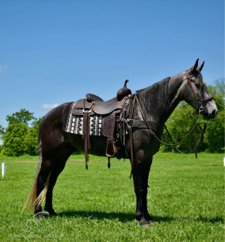 ROOSTER, Tennessee Walking Horses Gelding for sale in Kentucky