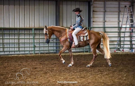 STOP DROP & ROLL, Tennessee Walking Horses Mare for sale in Florida