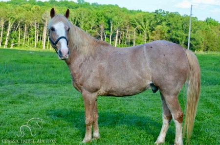 CLYDE, Tennessee Walking Horses Gelding for sale in Missouri