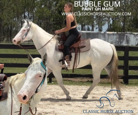 BUBBLE GUM, American Paint Horse Association Mare for sale in Florida