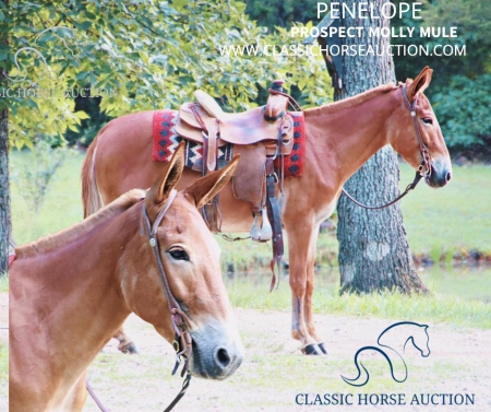 PENELOPE, Mule Mule for sale in Missouri