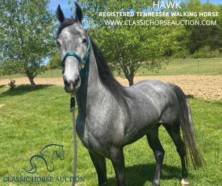 HAWK, Tennessee Walking Horses Gelding for sale in Kentucky