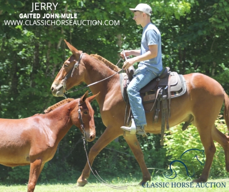 JERRY, Mule Gelding for sale in Kentucky