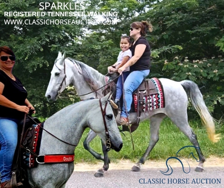 SPARKLES , Tennessee Walking Horses Mare for sale in Georgia