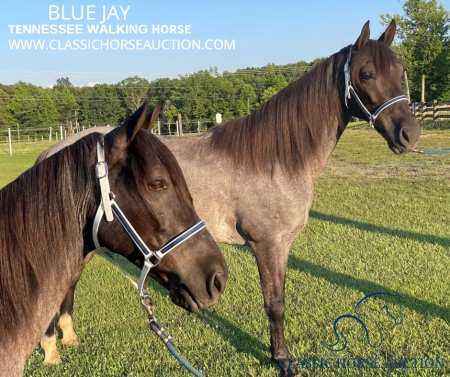 BLUE JAY, Tennessee Walking Horses Gelding for sale in Kentucky