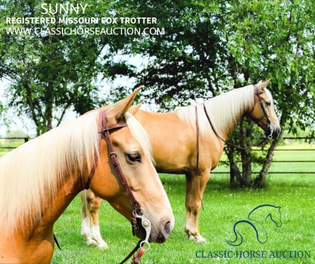 SUNNY, Missouri Fox Trotting Horse Gelding for sale in Missouri