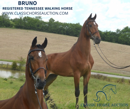 BRUNO, Tennessee Walking Horses Gelding for sale in Kentucky