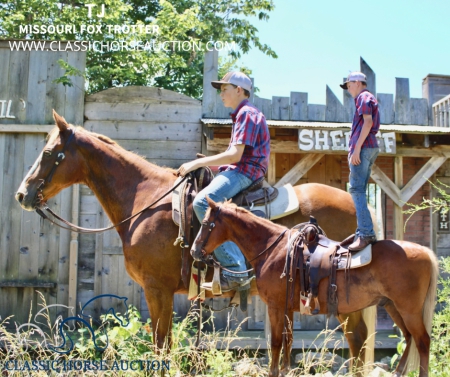 TJ, Missouri Fox Trotting Horse Gelding for sale in Missouri