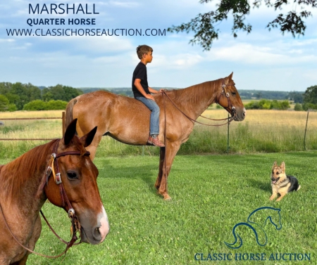 MARSHALL, American Quarter Horse Gelding for sale in Missouri