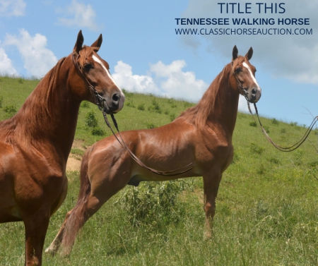 TITLE THIS, Tennessee Walking Horses Gelding for sale in Kentucky