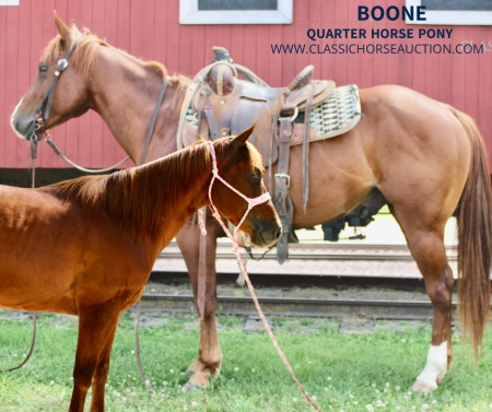 BEGINNER SAFE QUARTER HORSE PONY, Quarter Pony Gelding for sale in Missouri
