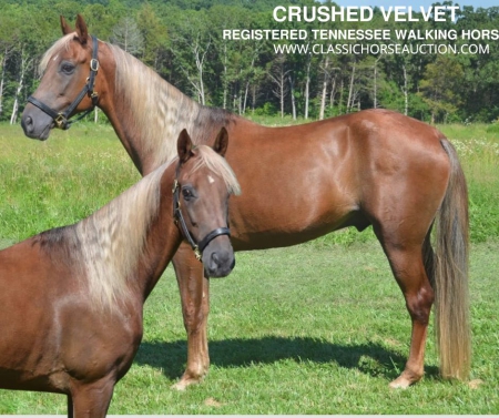 CRUSHED VELVET, Tennessee Walking Horses Gelding for sale in Missouri