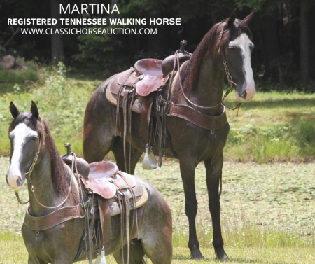 MARTINA, Tennessee Walking Horses Mare for sale in Kentucky