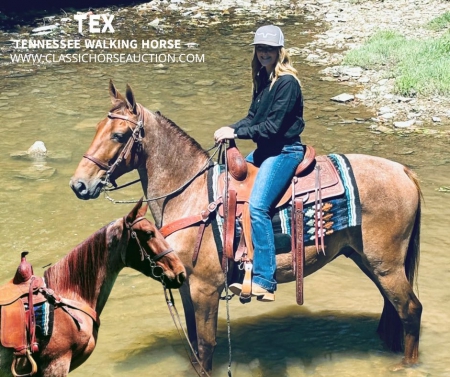 TEX, Tennessee Walking Horses Gelding for sale in Kentucky