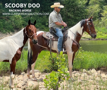SCOOBY DOO, Racking Horse Gelding for sale in Kentucky