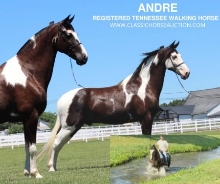 ANDRE, Tennessee Walking Horses Gelding for sale in Tennessee