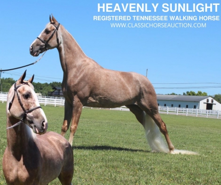 HEAVENLY SUNLIGHT , Tennessee Walking Horses Mare for sale in Tennessee