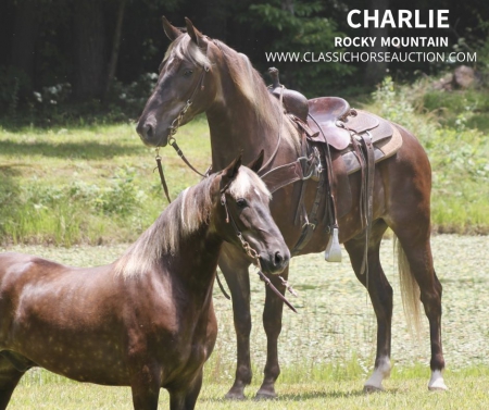 CHARLIE, Rocky Mountain Gelding for sale in Kentucky