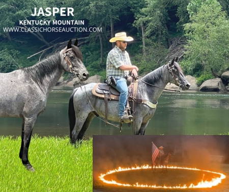 JASPER, Kentucky Mountain Saddle Horse Gelding for sale in Kentucky